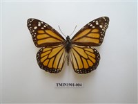 藏品(帝王斑蝶)的圖片